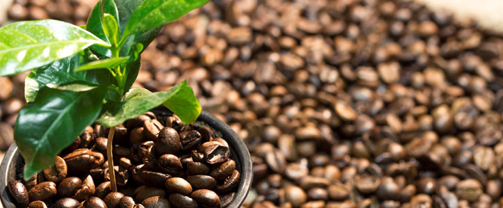 Café© Mam: improving biodegradability in the coffee market