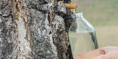 Drinking tree sap: natural water with purity and nutrition
